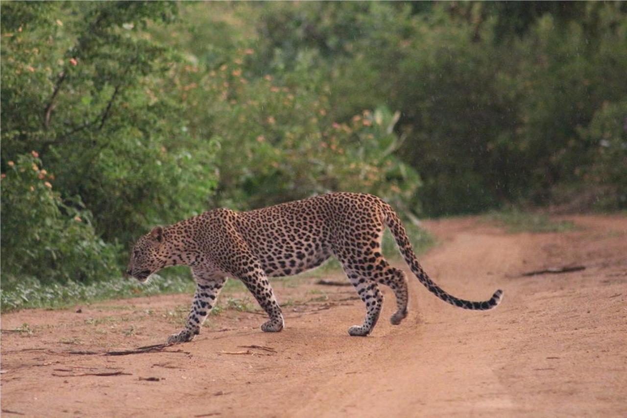 Greenwood Udawalawa Safari Resort Udawalawe Kültér fotó