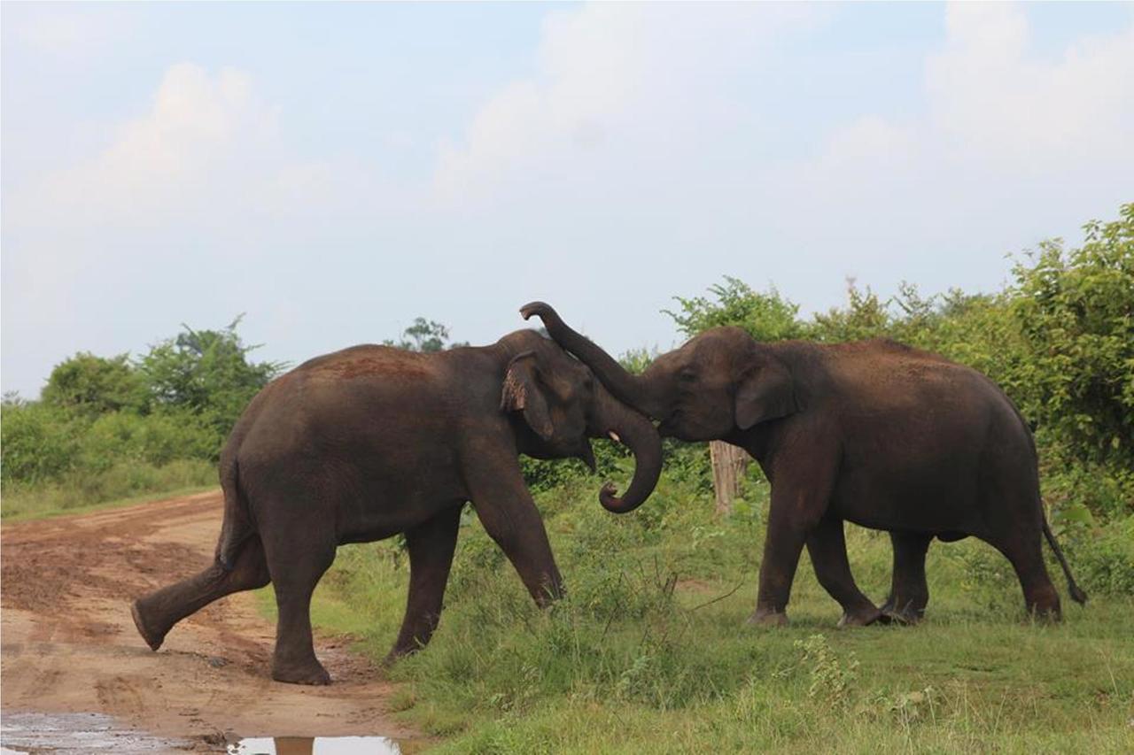 Greenwood Udawalawa Safari Resort Udawalawe Kültér fotó