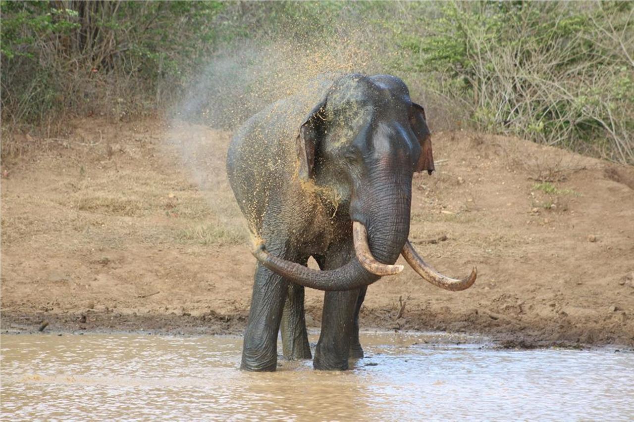Greenwood Udawalawa Safari Resort Udawalawe Kültér fotó